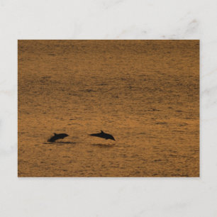 Carte Postale Dauphins au coucher du soleil