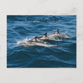 Carte Postale Dauphins communs