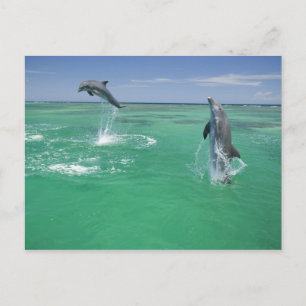 Carte Postale Dauphins de verdure Tursiops truncatus