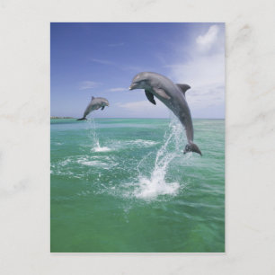 Carte Postale Dauphins de verdure Tursiops truncatus