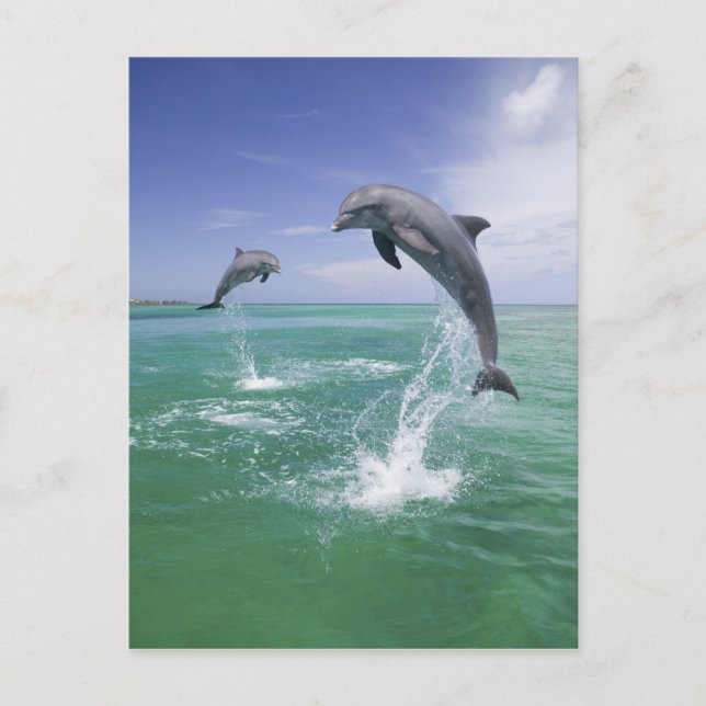 Carte Postale Dauphins de verdure Tursiops truncatus (Devant)