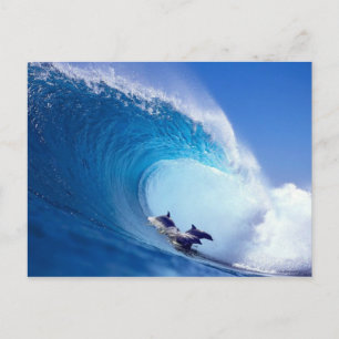 Carte Postale Dauphins du surf