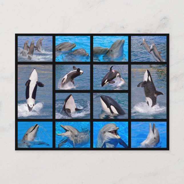 Carte Postale Dauphins et orques (Devant)