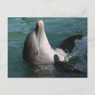 Carte Postale Dauphins relaxants