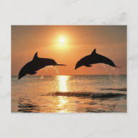 Dauphins romantiques