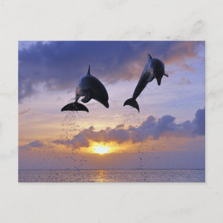 Carte Postale Dauphins sautant au coucher du soleil