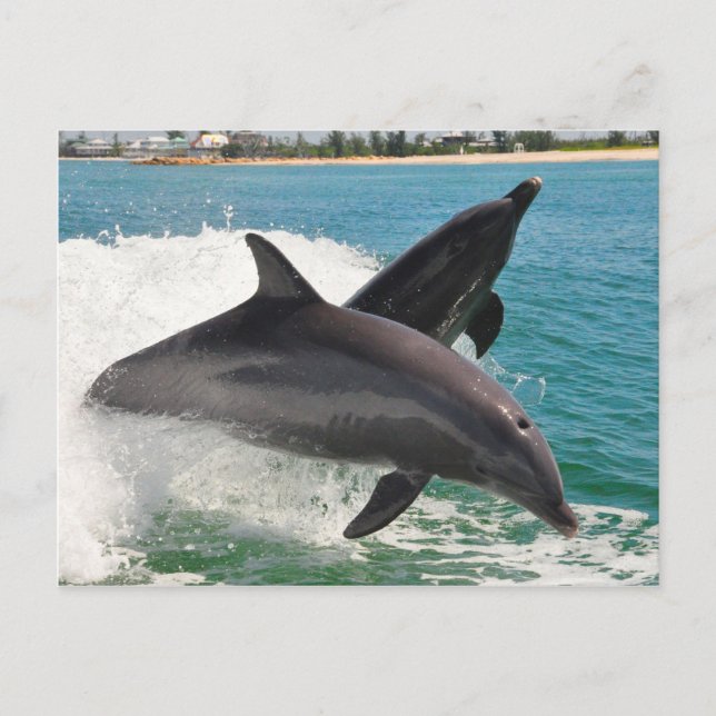 Carte Postale Dauphins sauvages de Bottlenose Jumping Sanibel Ca (Devant)