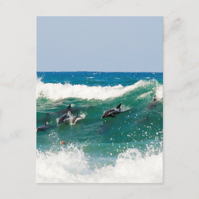 Carte Postale Dauphins surfeurs (Devant)