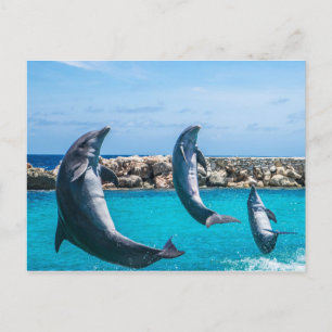 Carte Postale Dauphins volants