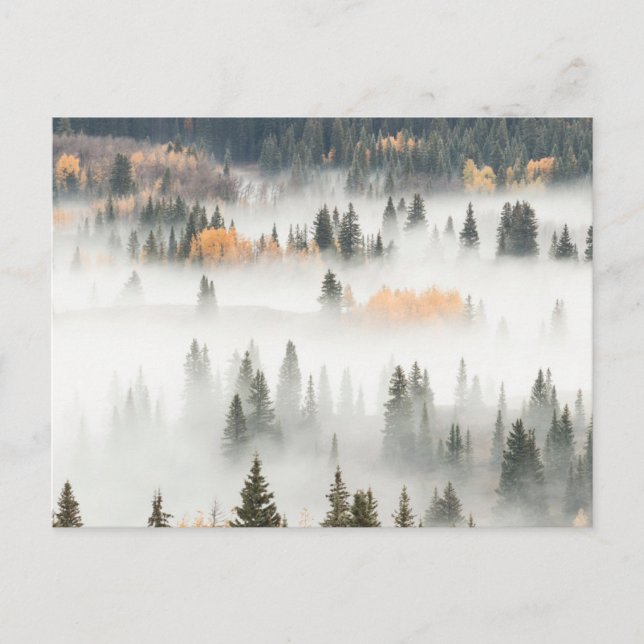 Carte Postale Dawn Ground Fog Covers Mountain Forest (Devant)
