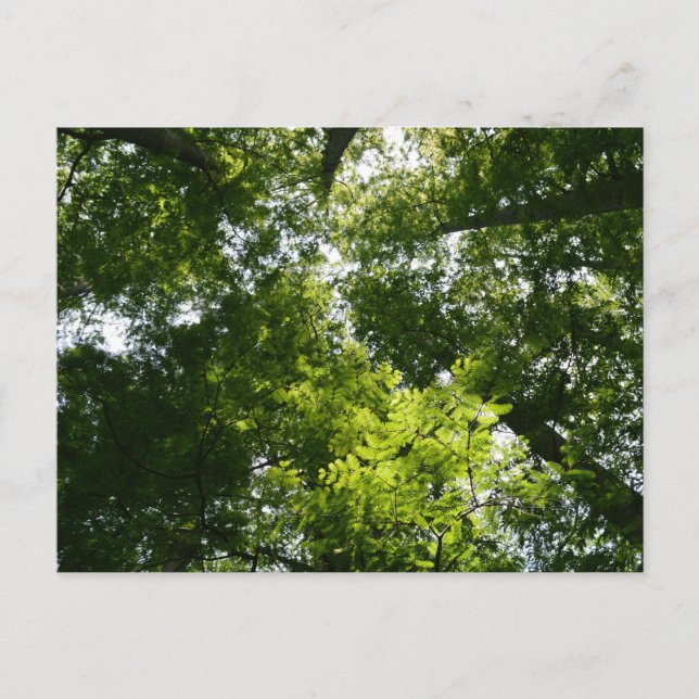 Carte Postale Dawn Redwood Canopy (Devant)