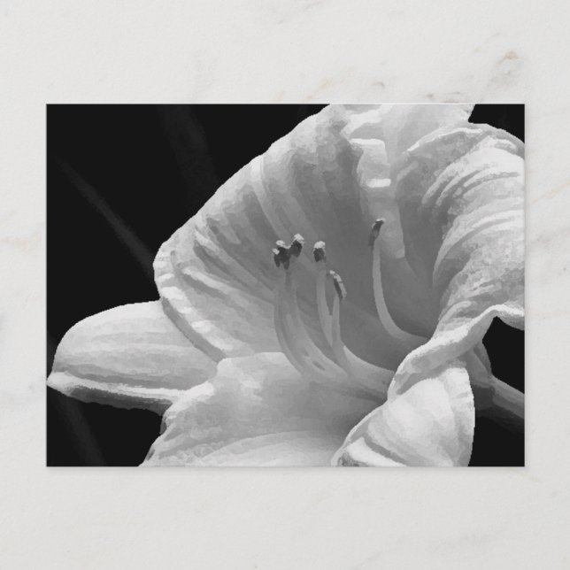 Carte postale Day Lily (Devant)