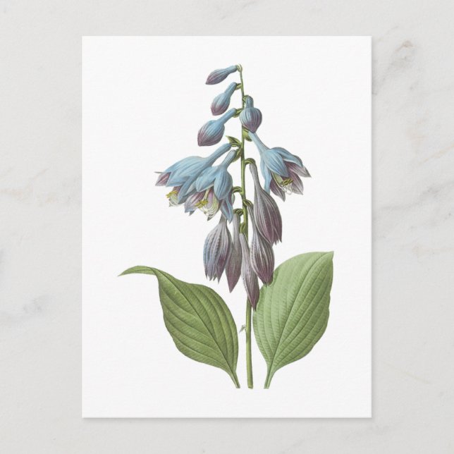 Carte Postale daylily (Hemerocallis caerulea) par Redouté (Devant)