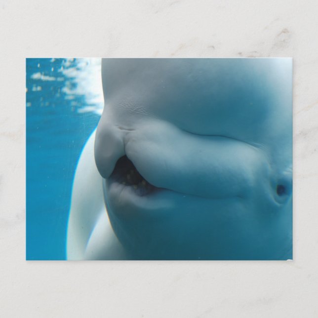 Carte postale de baleines de Beluga (Devant)