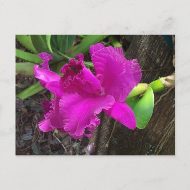 Carte postale de beauté (Devant)