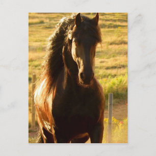 CARTE POSTALE DE BEAUTIFUL FRIESIAN HORSE STALLION