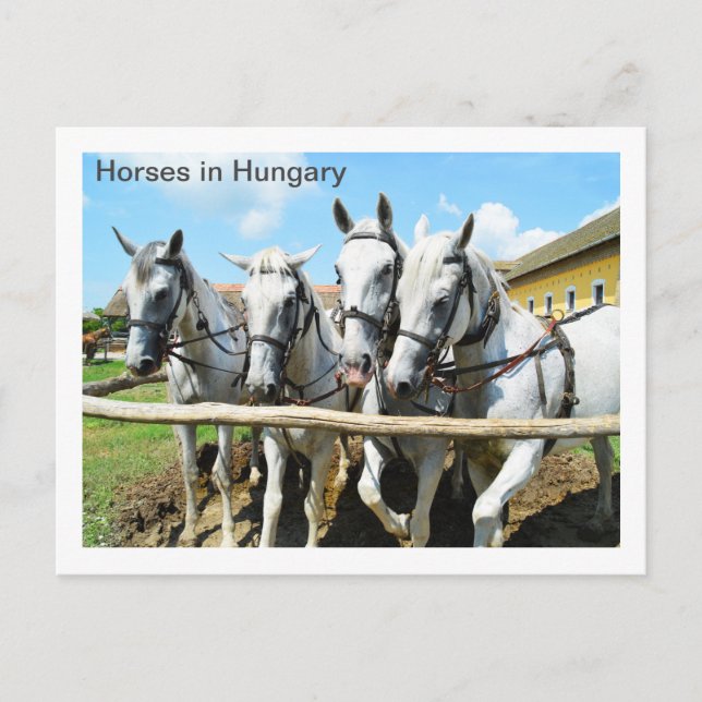 Carte Postale De beaux chevaux en Hongrie (Devant)