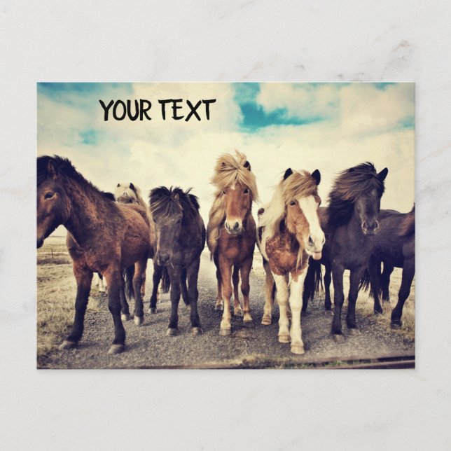 Carte Postale De beaux chevaux sauvages (Devant)