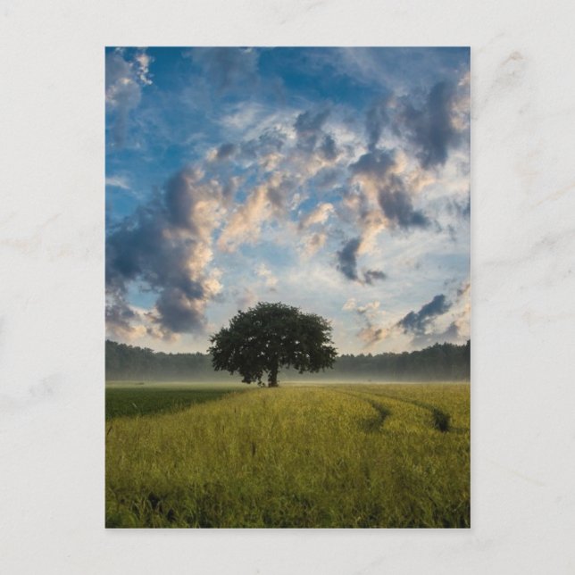 Carte Postale De beaux paysages naturels (Devant)