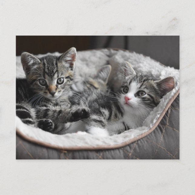 carte postale de bébé chatons (Devant)