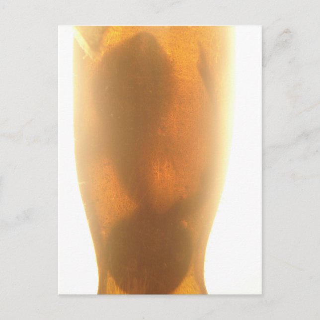 Carte postale de bébé requin (Devant)