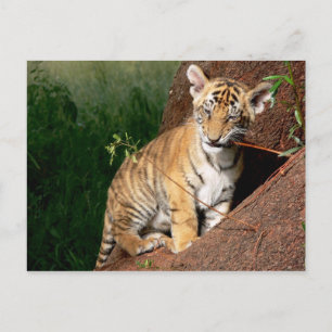 carte postale de bébé tigre