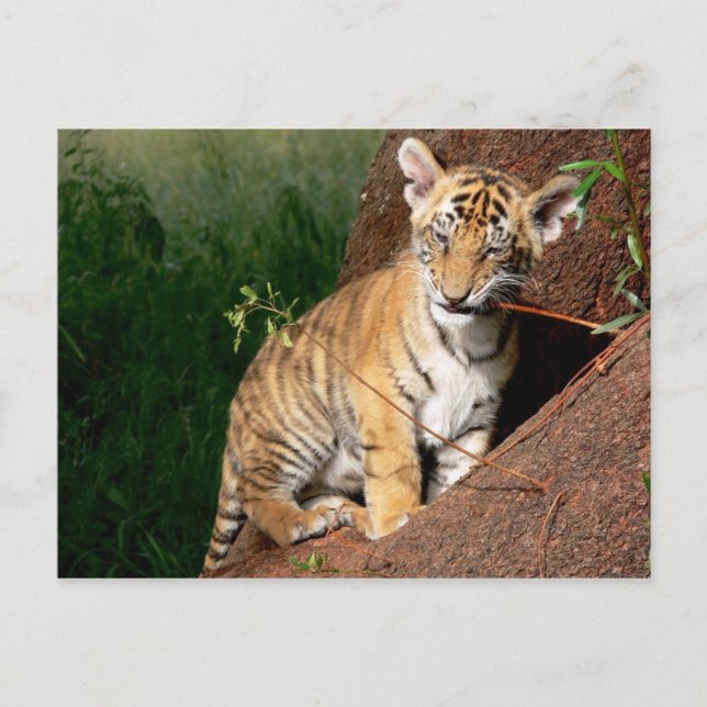 carte postale de bébé tigre (Devant)