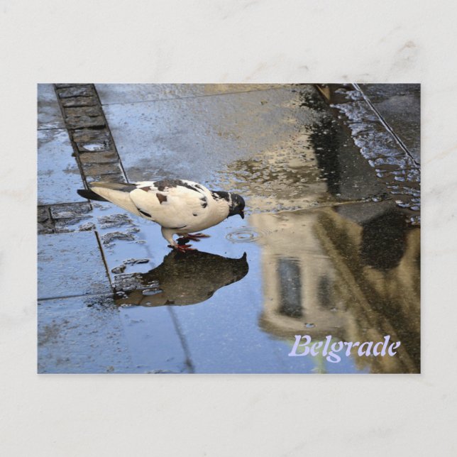 Carte postale de Belgrade (Devant)