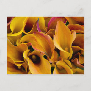 Carte Postale De belles callas colorées au