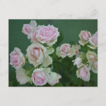 De belles roses de jardin rose clair
