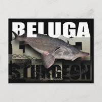 Carte postale de Beluga Sturgeon