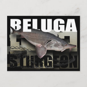Carte postale de Beluga Sturgeon
