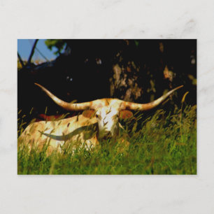 Carte postale de bétail de Longhorn