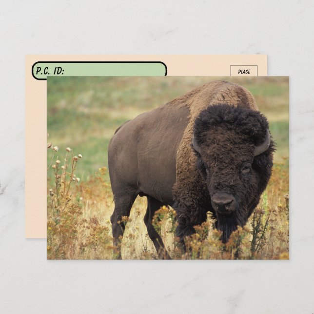 Carte postale de bison américain (Devant / Derrière)