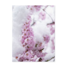 Carte postale de Blossoms