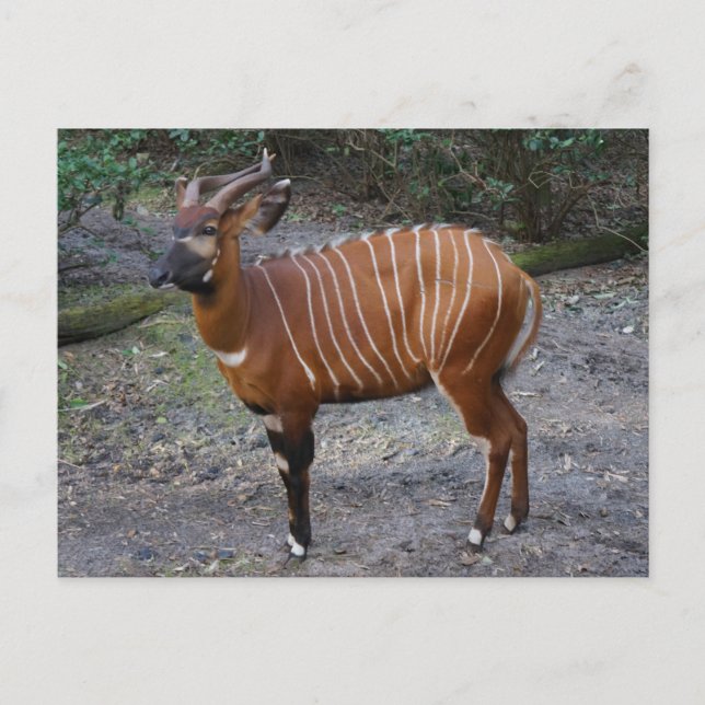Carte postale de Bongo (Antilope) (Devant)