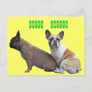 Carte postale de bouledogue français