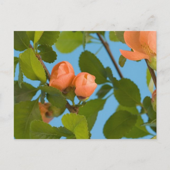 carte postale de boutons de fleurs (Devant)