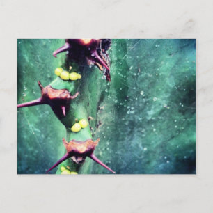 Carte postale de cactus extraterrestre