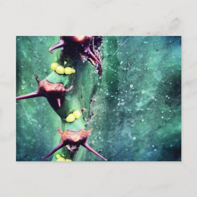 Carte postale de cactus extraterrestre (Devant)