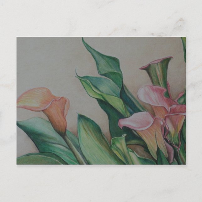 Carte postale de Calla Lilies (Devant)