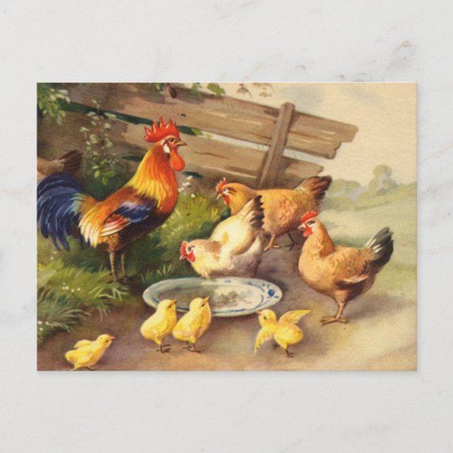 Carte postale de campagne avec coq vintage, poules (Devant)