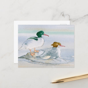 Carte postale de canard à goosander commun