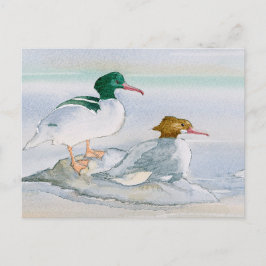 Carte postale de canard à goosander commun