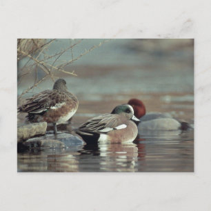 carte postale de canard colvert américain sauvage