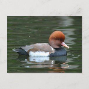 carte postale de canard sur la rivière