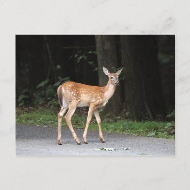 Carte postale de cerf (Devant)