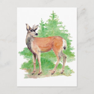 Carte postale de cerfs blancs