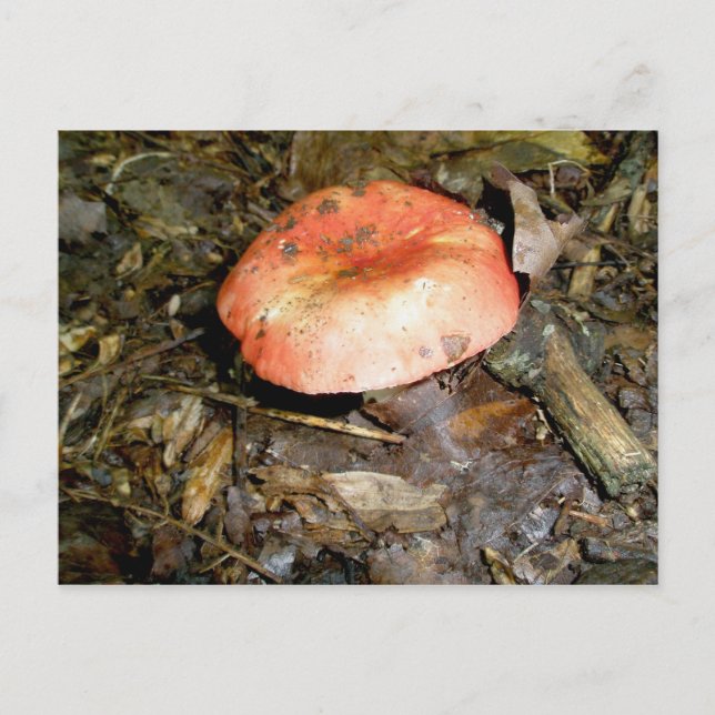 Carte postale de champignons rouges moyen (Devant)