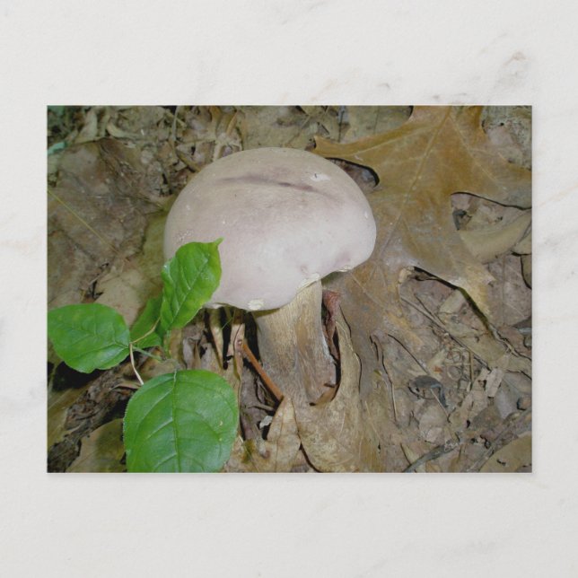 Carte postale de champignons violets (Devant)